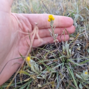 Chrysocephalum apiculatum at Bungendore, NSW - 25 Oct 2023 06:00 PM