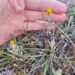 Chrysocephalum apiculatum at Bungendore, NSW - 25 Oct 2023 06:00 PM