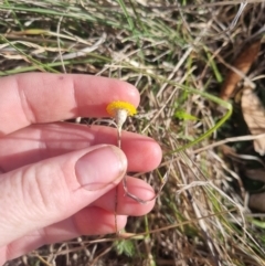 Leptorhynchos squamatus subsp. squamatus (Scaly Buttons) at Bungendore, NSW - 25 Oct 2023 by clarehoneydove