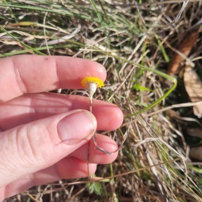 Leptorhynchos squamatus subsp. squamatus (Scaly Buttons) at Bungendore, NSW - 25 Oct 2023 by clarehoneydove