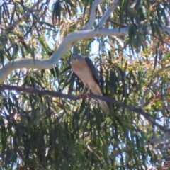 Tachyspiza fasciata (Brown Goshawk) at Tuggeranong, ACT - 25 Oct 2023 by RodDeb