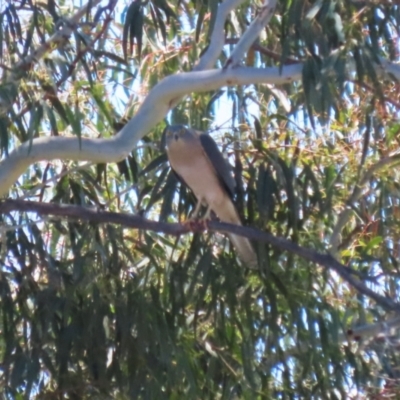 Tachyspiza fasciata (Brown Goshawk) at Tuggeranong, ACT - 25 Oct 2023 by RodDeb