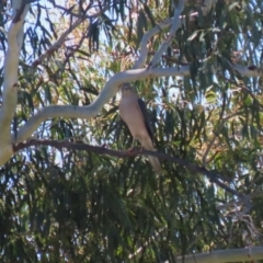 Accipiter fasciatus at Tuggeranong, ACT - 25 Oct 2023