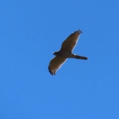 Accipiter fasciatus at Tuggeranong, ACT - 25 Oct 2023