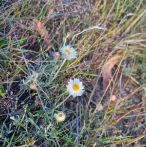 Leucochrysum albicans subsp. tricolor at Bungendore, NSW - suppressed