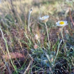 Leucochrysum albicans subsp. tricolor at Bungendore, NSW - 22 Oct 2023