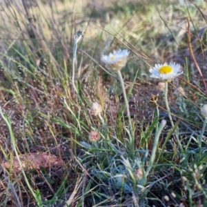 Leucochrysum albicans subsp. tricolor at Bungendore, NSW - suppressed