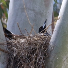 Gymnorhina tibicen (Australian Magpie) at Tharwa, ACT - 25 Oct 2023 by RodDeb