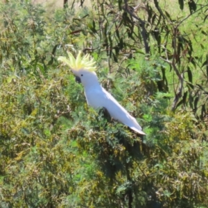 Cacatua galerita at Tuggeranong, ACT - 25 Oct 2023