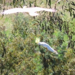 Cacatua galerita at Tuggeranong, ACT - 25 Oct 2023