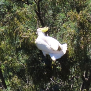 Cacatua galerita at Tuggeranong, ACT - 25 Oct 2023