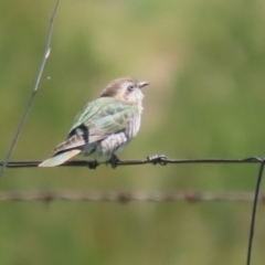 Chrysococcyx basalis (Horsfield's Bronze-Cuckoo) at Booth, ACT - 25 Oct 2023 by RodDeb
