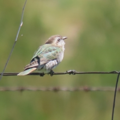 Chrysococcyx basalis (Horsfield's Bronze-Cuckoo) at Booth, ACT - 25 Oct 2023 by RodDeb