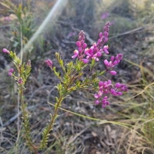 Comesperma ericinum at Bungendore, NSW - 25 Oct 2023