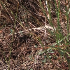 Einadia nutans (Climbing Saltbush) at Bobundara, NSW - 7 Mar 2021 by AndyRoo