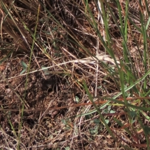 Einadia nutans at Bobundara, NSW - 7 Mar 2021 11:23 AM