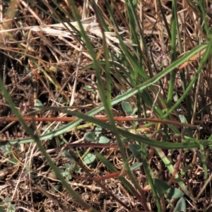 Einadia nutans at Bobundara, NSW - 7 Mar 2021