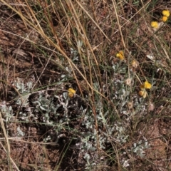 Chrysocephalum apiculatum (Common Everlasting) at Bobundara, NSW - 7 Mar 2021 by AndyRoo