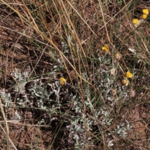 Chrysocephalum apiculatum at Bobundara, NSW - 7 Mar 2021 11:24 AM