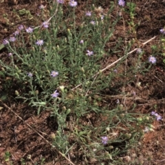 Vittadinia cuneata var. cuneata at Bobundara, NSW - 7 Mar 2021 11:24 AM