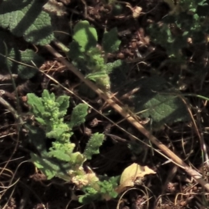 Dysphania pumilio at Bobundara, NSW - 7 Mar 2021