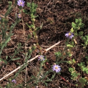 Dysphania pumilio at Bobundara, NSW - 7 Mar 2021