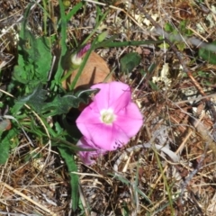 Convolvulus angustissimus subsp. angustissimus (Australian Bindweed) at Berridale, NSW - 25 Oct 2023 by Harrisi