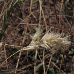 Rytidosperma (genus) (Wallaby Grass) at Bobundara, NSW - 7 Mar 2021 by AndyRoo