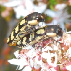 Castiarina decemmaculata (Ten-spot Jewel Beetle) at Tuggeranong, ACT - 24 Oct 2023 by Harrisi
