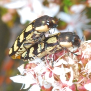 Castiarina decemmaculata at Tuggeranong, ACT - 24 Oct 2023