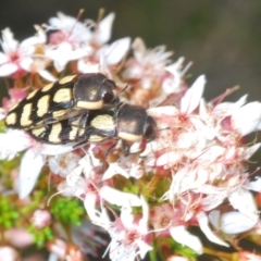 Castiarina decemmaculata at Tuggeranong, ACT - 24 Oct 2023