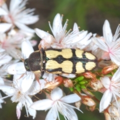 Castiarina decemmaculata at Tuggeranong, ACT - 24 Oct 2023