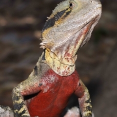 Intellagama lesueurii lesueurii (Eastern Water Dragon) at Brisbane City, QLD - 25 Oct 2023 by TimL