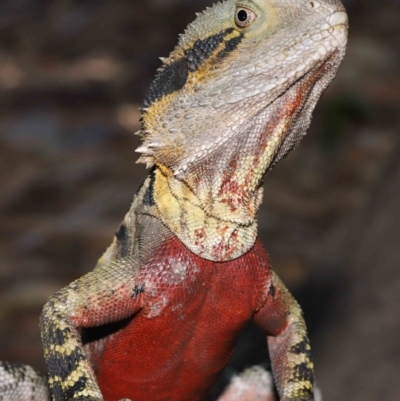 Intellagama lesueurii lesueurii (Eastern Water Dragon) at Brisbane City, QLD - 25 Oct 2023 by TimL