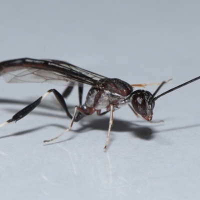 Gasteruptiidae (Family) (Carrot Wasps) at Wellington Point, QLD - 24 Oct 2023 by TimL