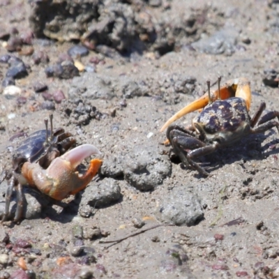 Unverified Crab, Prawn, Barnacle (Crustacea) at Manly, QLD - 24 Oct 2023 by TimL