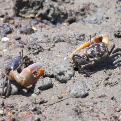 Unidentified Crab, Prawn, Barnacle (Crustacea) at Manly, QLD - 24 Oct 2023 by TimL