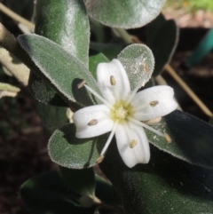 Correa alba var. alba (White Correa) at Conder, ACT - 3 May 2023 by michaelb