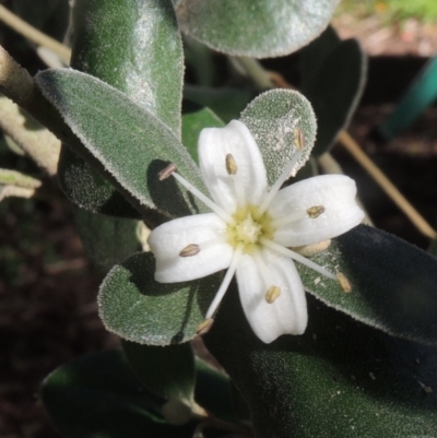 Correa alba var. alba (White Correa) at Conder, ACT - 3 May 2023 by michaelb