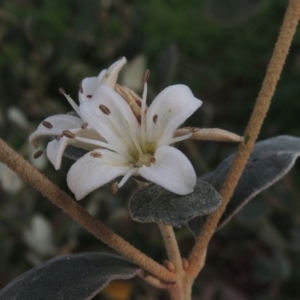 Correa alba var. alba at Conder, ACT - 3 May 2023