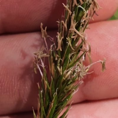 Anthoxanthum odoratum (Sweet Vernal Grass) at Rendezvous Creek, ACT - 25 Oct 2023 by Steve818