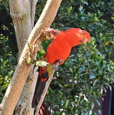 Alisterus scapularis (Australian King-Parrot) at Captains Flat, NSW - 25 Oct 2023 by Csteele4