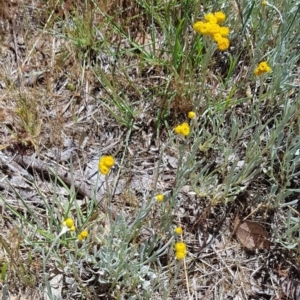 Chrysocephalum apiculatum at Latham, ACT - 23 Oct 2023