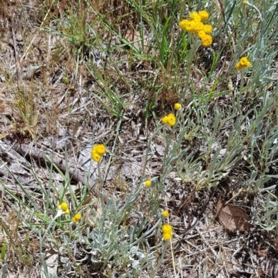 Chrysocephalum apiculatum (Common Everlasting) at Umbagong District Park - 23 Oct 2023 by kasiaaus