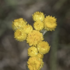 Chrysocephalum apiculatum at Latham, ACT - 23 Oct 2023