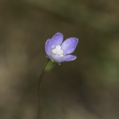 Wahlenbergia multicaulis (Tadgell's Bluebell) at Umbagong District Park - 23 Oct 2023 by kasiaaus