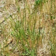 Wahlenbergia multicaulis at Latham, ACT - 23 Oct 2023