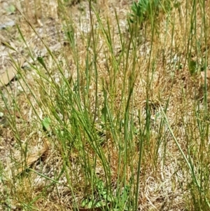 Wahlenbergia multicaulis at Latham, ACT - 23 Oct 2023