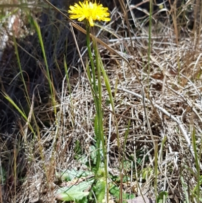 Hypochaeris radicata (Cat's Ear, Flatweed) at Umbagong District Park - 23 Oct 2023 by kasiaaus