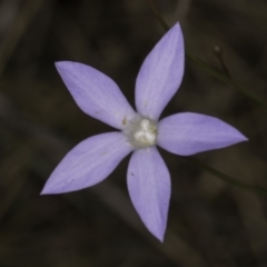 Wahlenbergia sp. (Bluebell) at Umbagong District Park - 23 Oct 2023 by kasiaaus